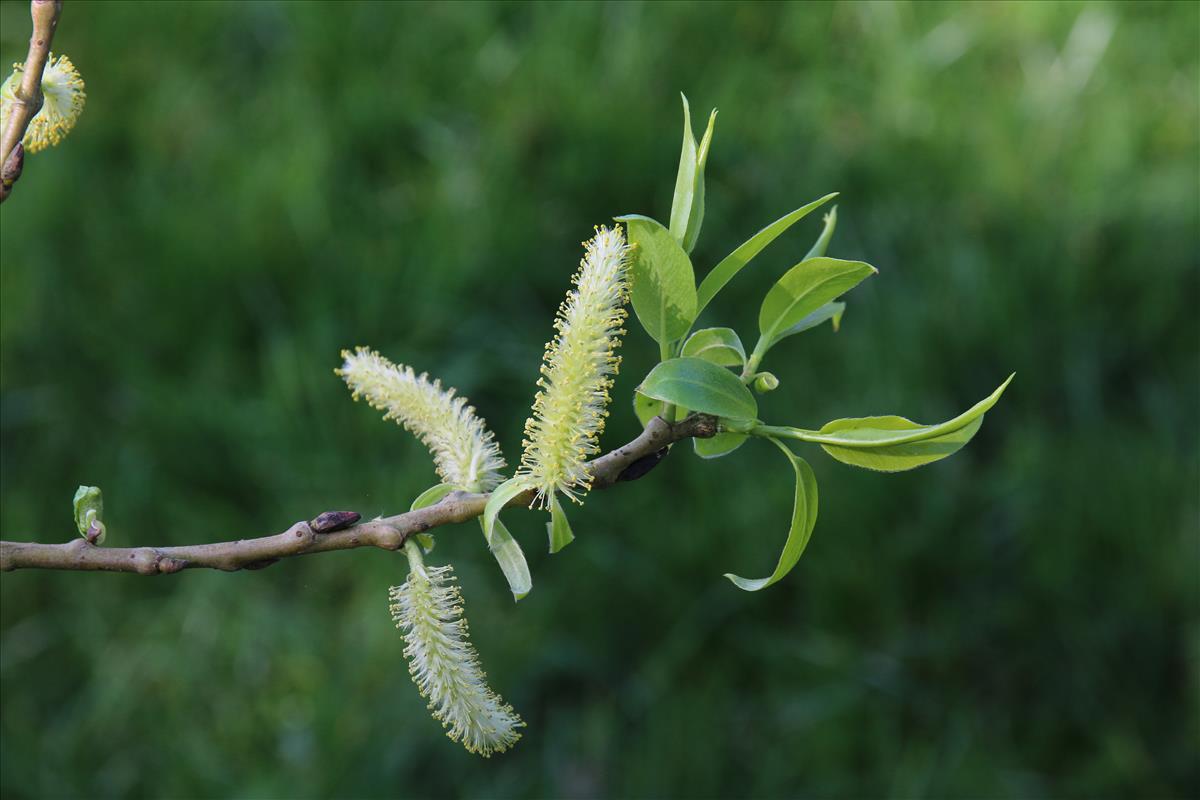 Salix euxina (door Stef van Walsum)