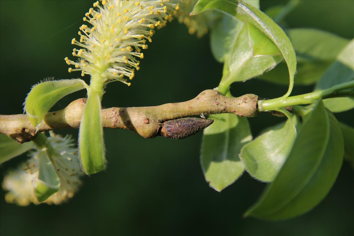 Salix euxina (door Stef van Walsum)
