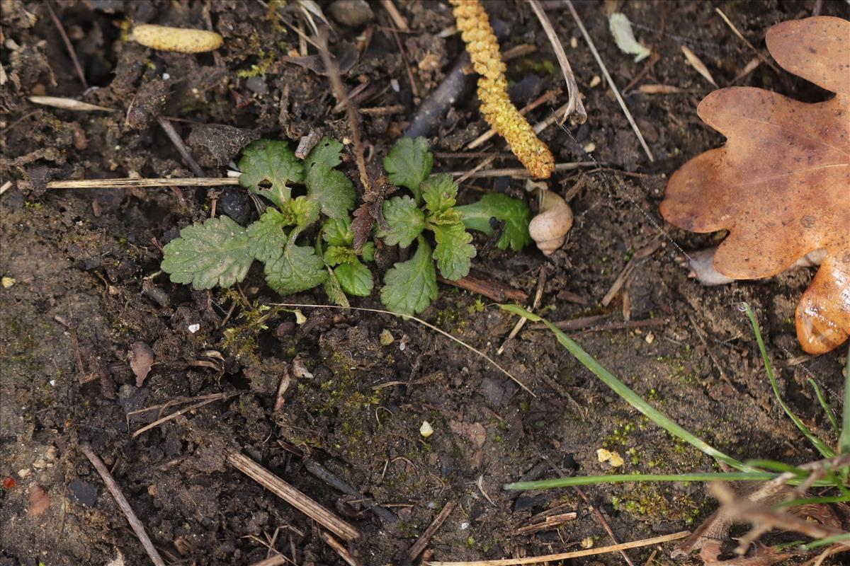 Verbena officinalis (door Jaap Oosterom)