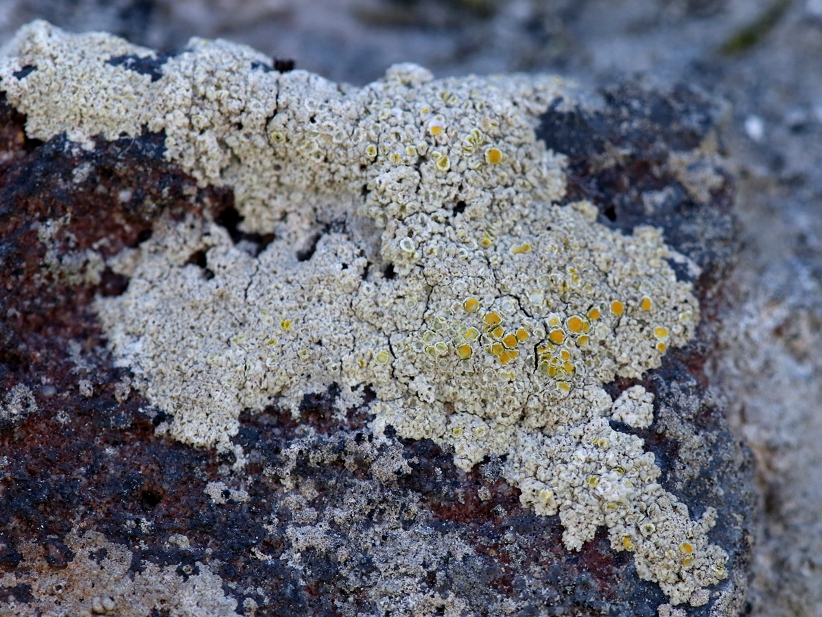 Xanthocarpia diffusa (door Ruud van Middelkoop)