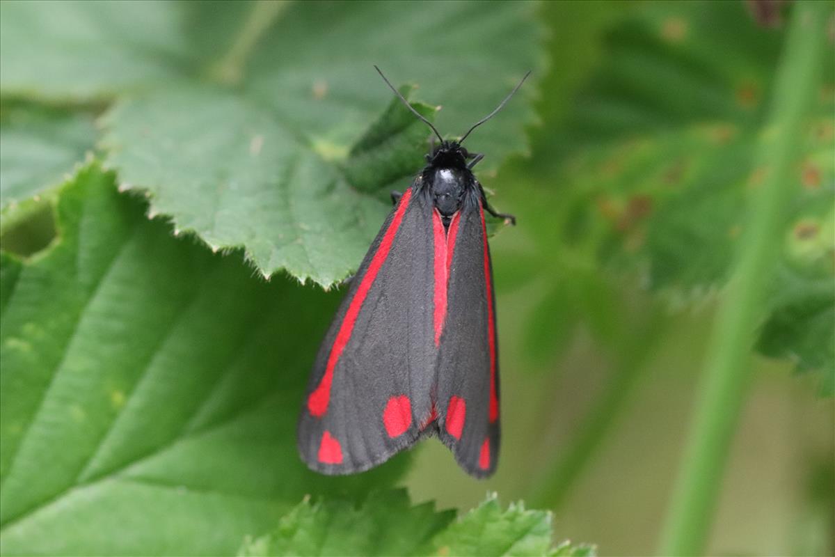 Tyria jacobaeae (door Jaap Oosterom)