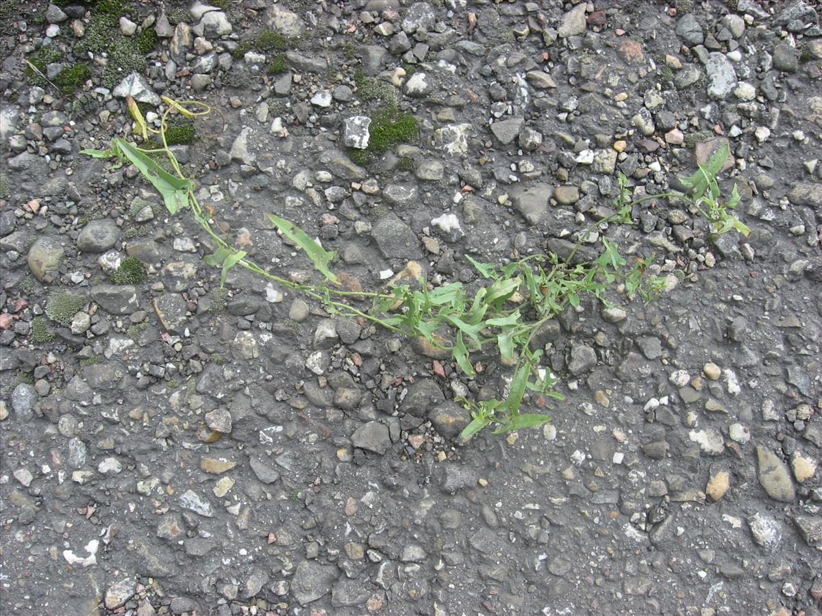 Convolvulus arvensis var. linearifolius (door Remko Andeweg)