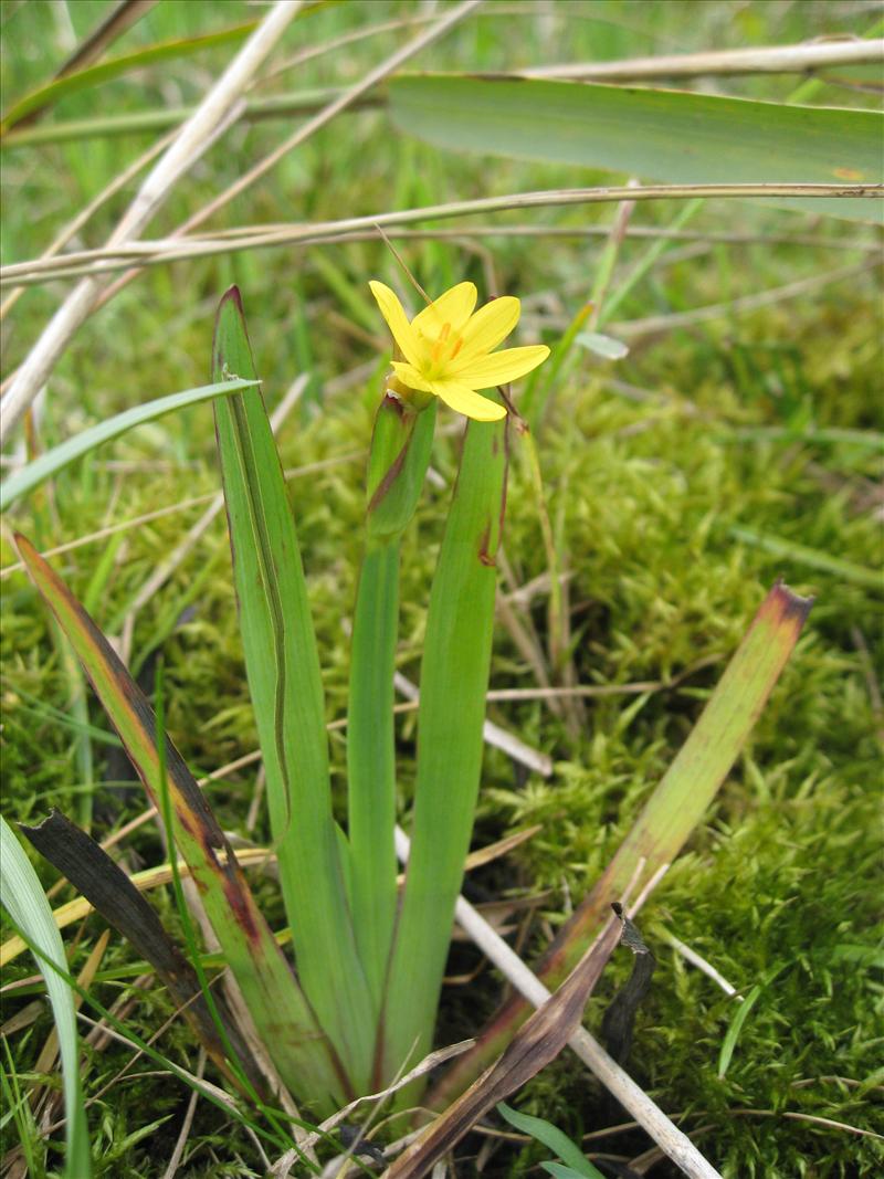 Sisyrinchium californicum (door Petra van der Wiel)