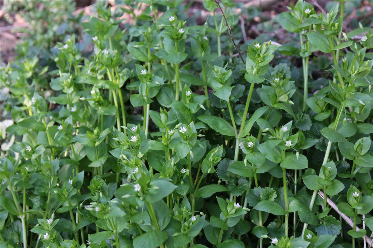 Stellaria ruderalis (door Stef van Walsum)