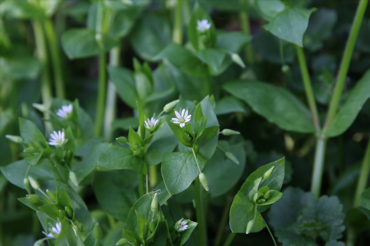 Stellaria ruderalis (door Stef van Walsum)