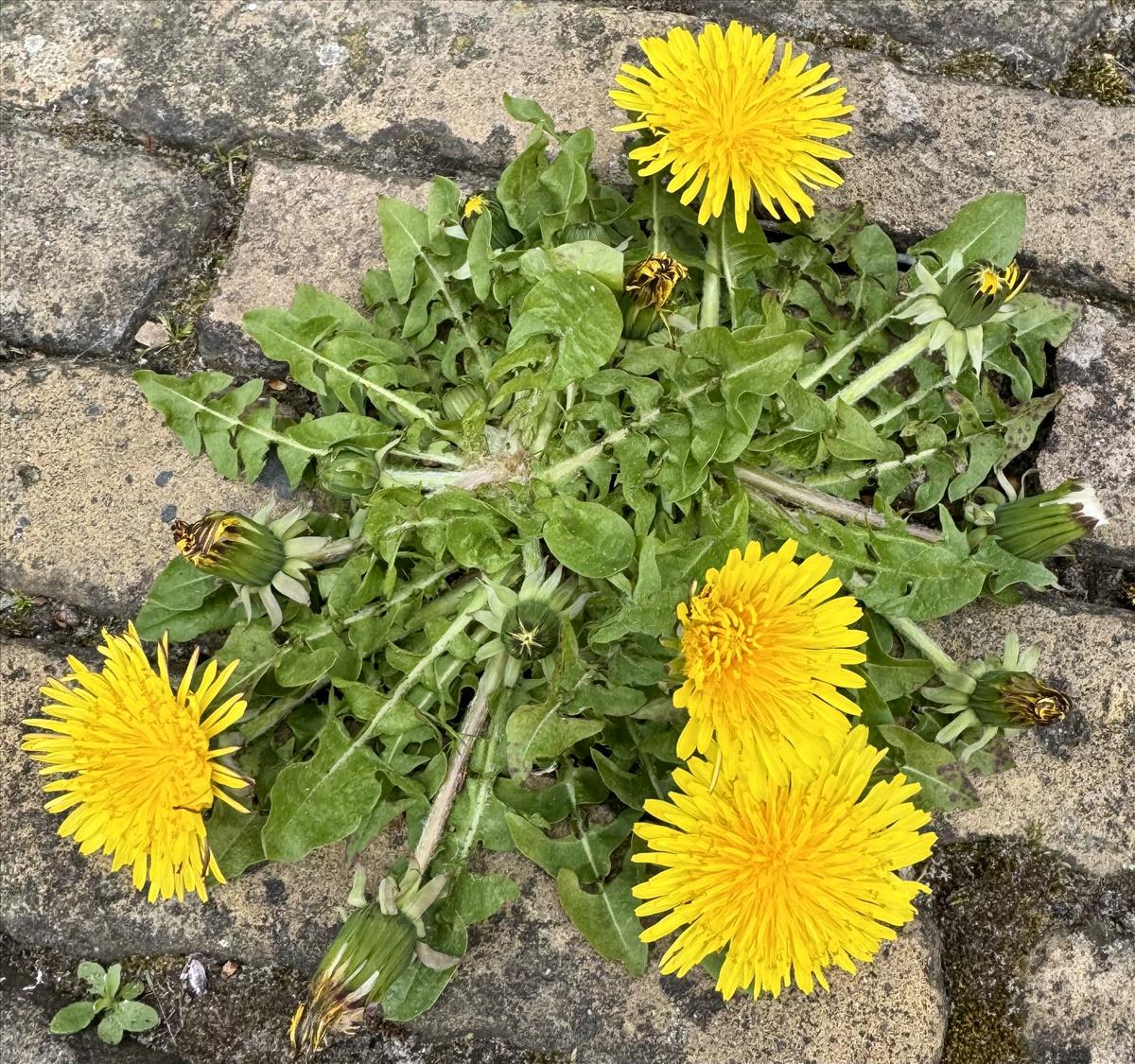 Taraxacum undulatum (door Jelle Hofstra)