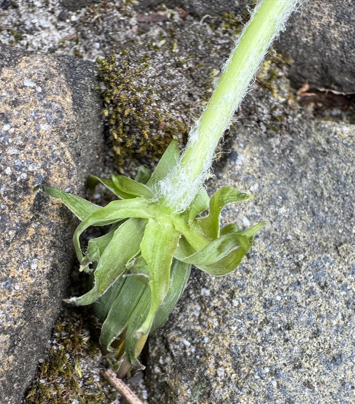 Taraxacum undulatum (door Jelle Hofstra)