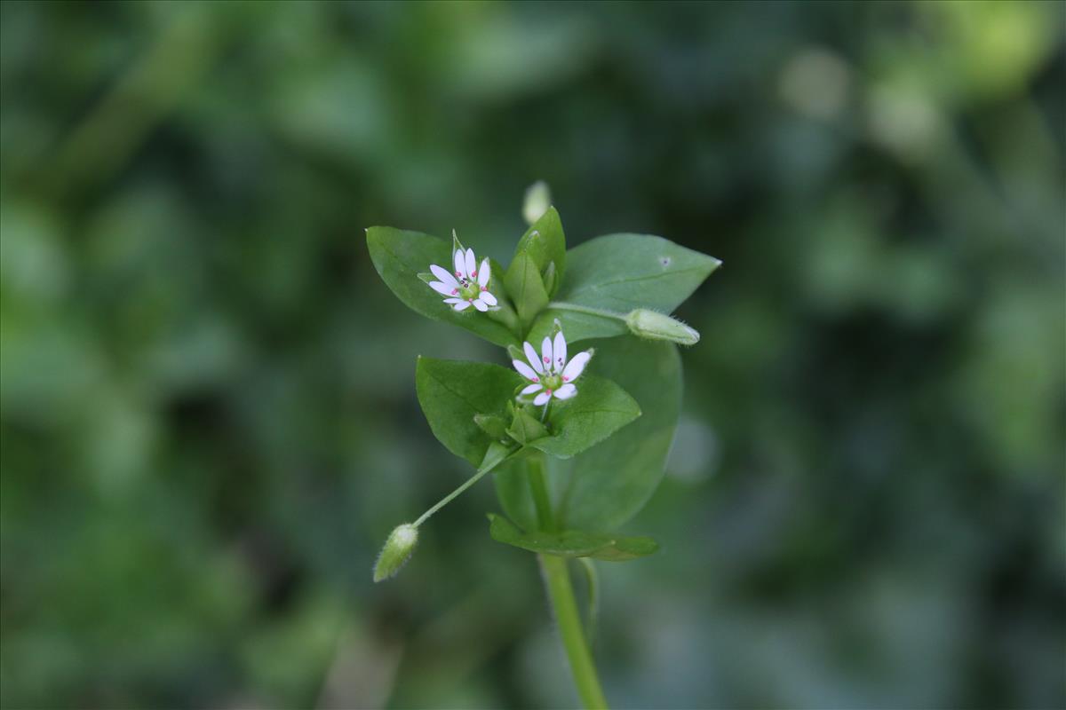 Stellaria ruderalis (door Stef van Walsum)