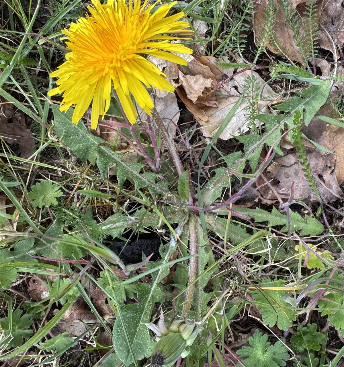 Taraxacum melanthoides (door Jelle Hofstra)