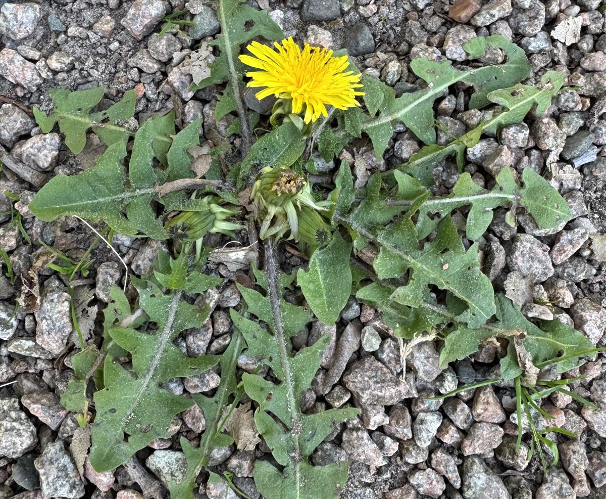 Taraxacum melanthoides (door Jelle Hofstra)