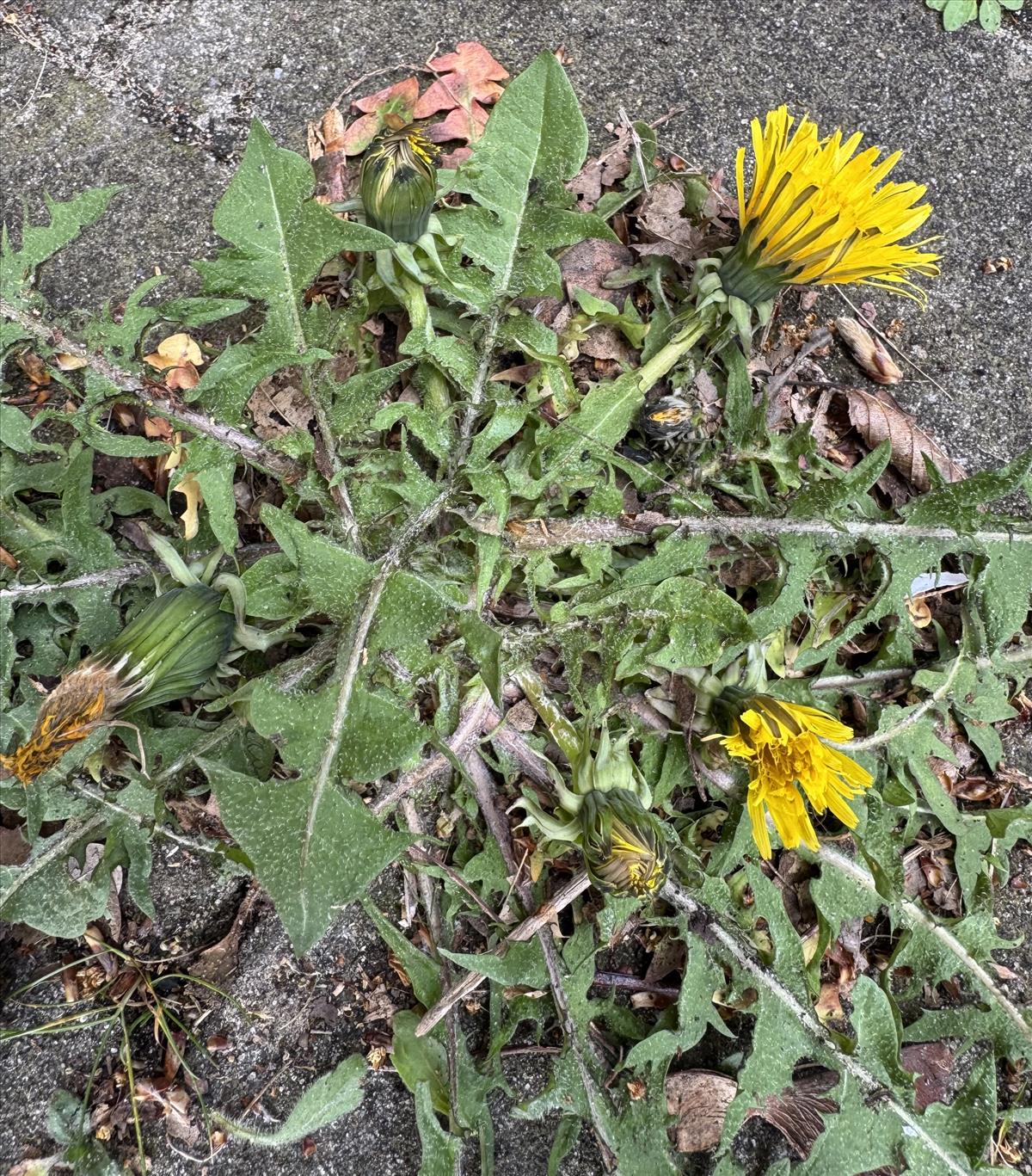 Taraxacum melanthoides (door Jelle Hofstra)