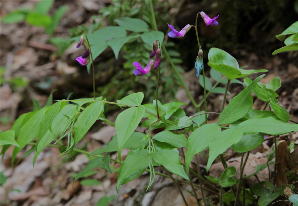 Lathyrus vernus (door Jelle Hofstra)