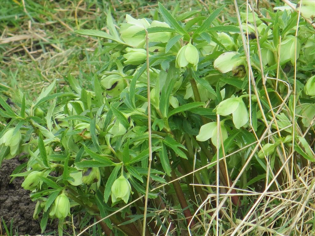 Helleborus viridis (door Gertjan van Noord)