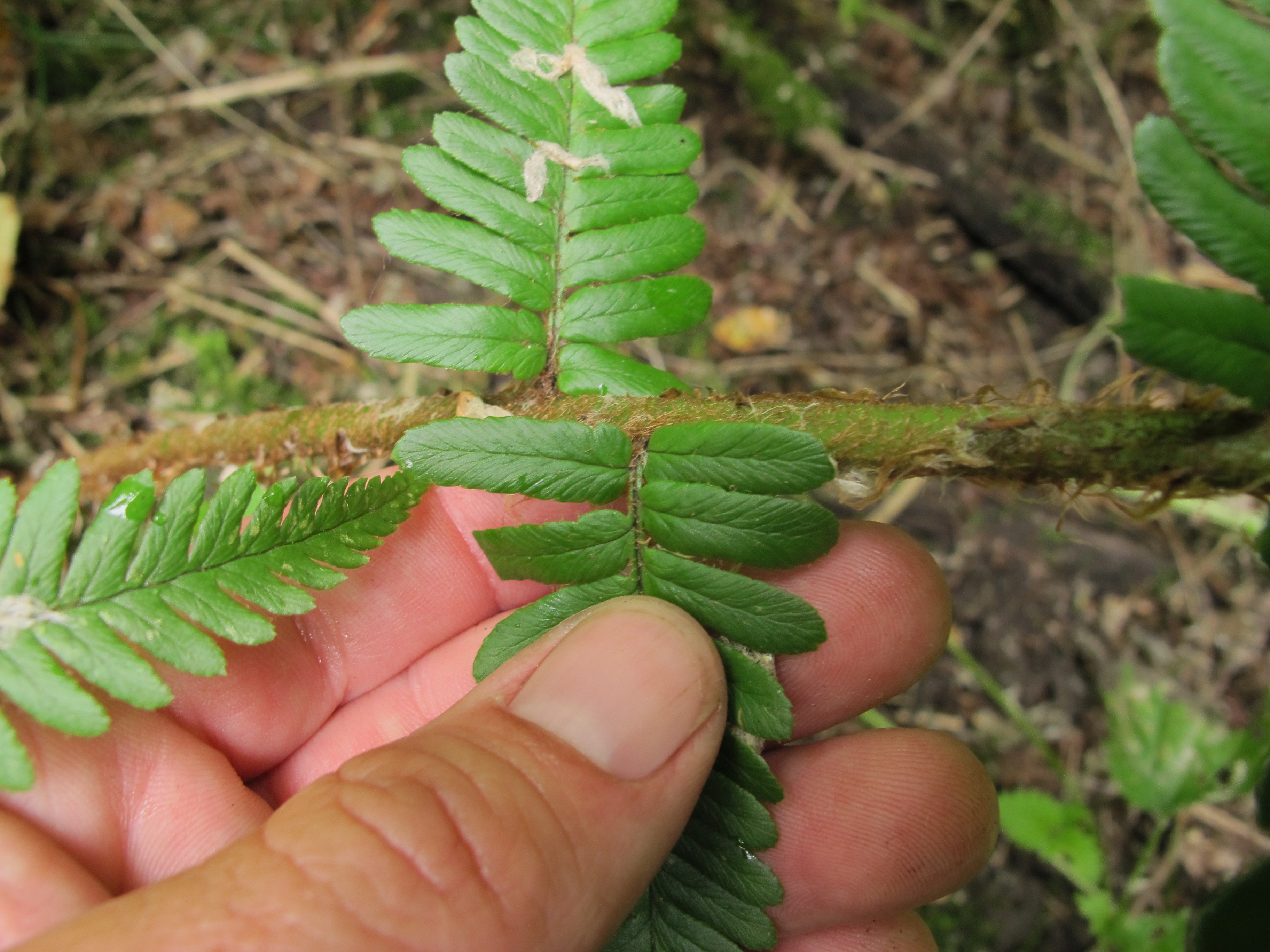 Dryopteris affinis subsp. pseudodisjuncta (door Sipke Gonggrijp)