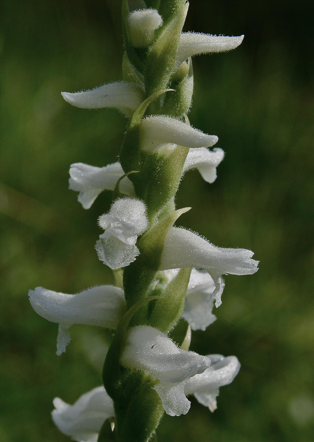 Spiranthes odorata x cernua 'Chadds Ford' (door Jelle Hofstra)