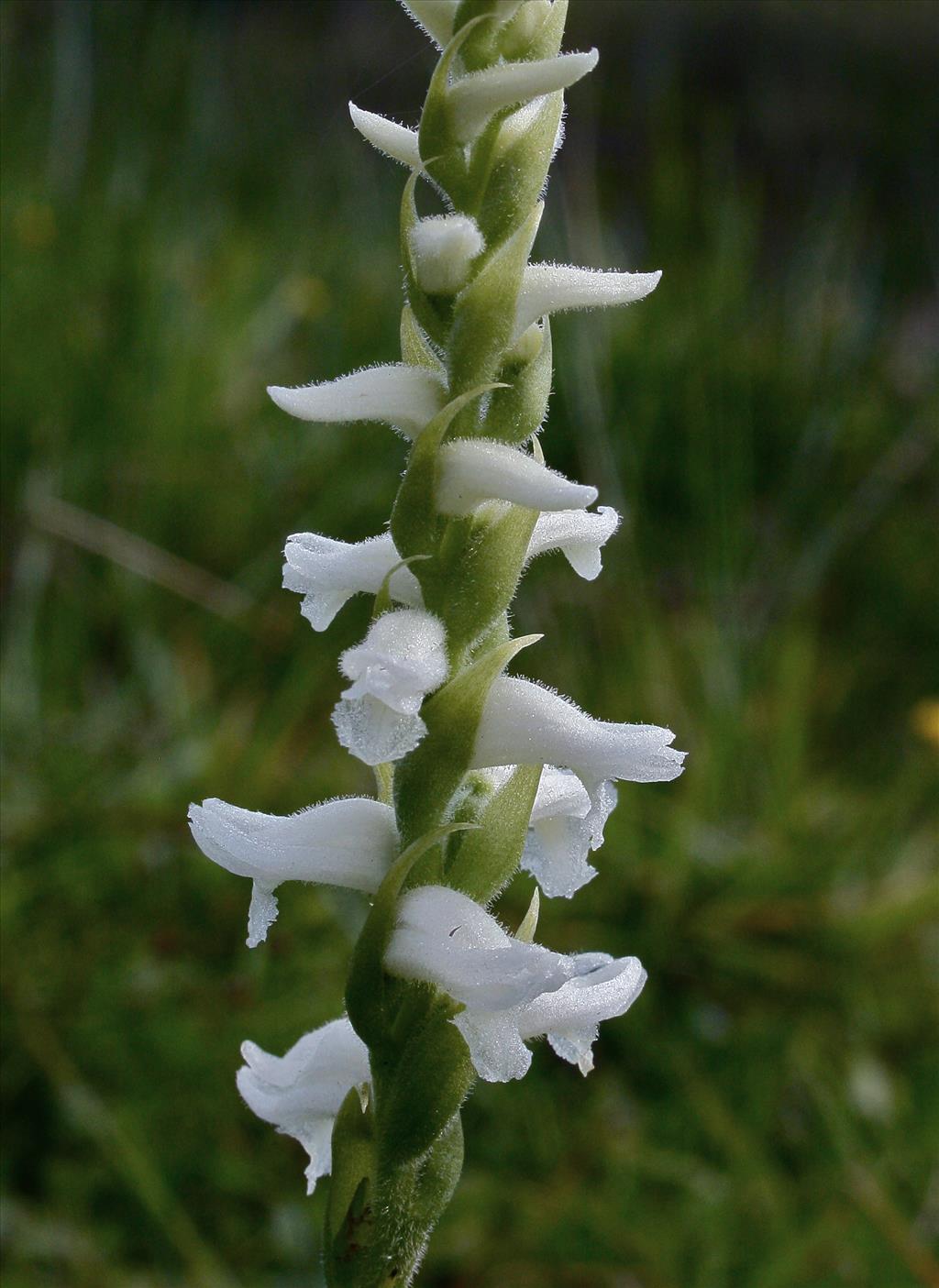 Spiranthes odorata x cernua 'Chadds Ford' (door Jelle Hofstra)