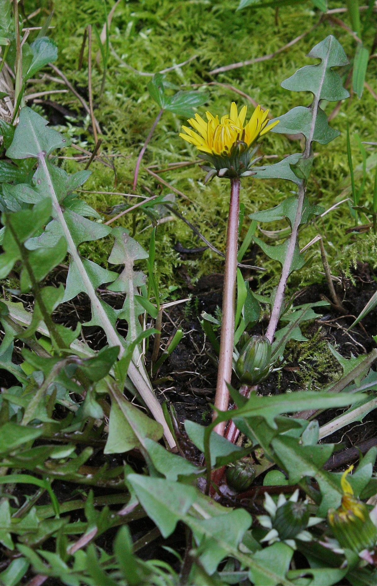 Taraxacum udum (door Jelle J. Hofstra)