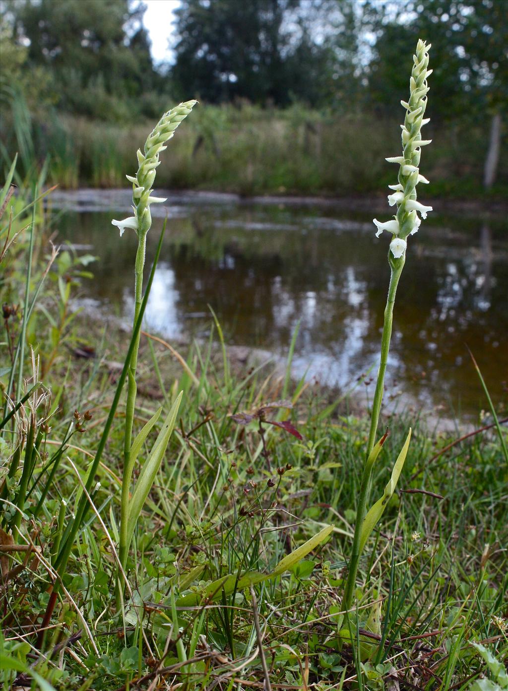 Spiranthes odorata x cernua 'Chadds Ford' (door Jelle Hofstra)