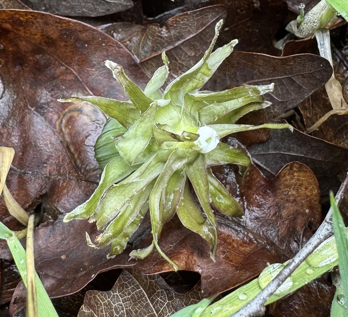 Taraxacum pannulatum (door Jelle Hofstra)