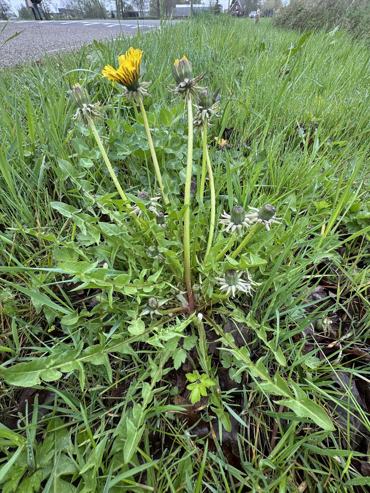 Taraxacum pannulatum (door Jelle Hofstra)