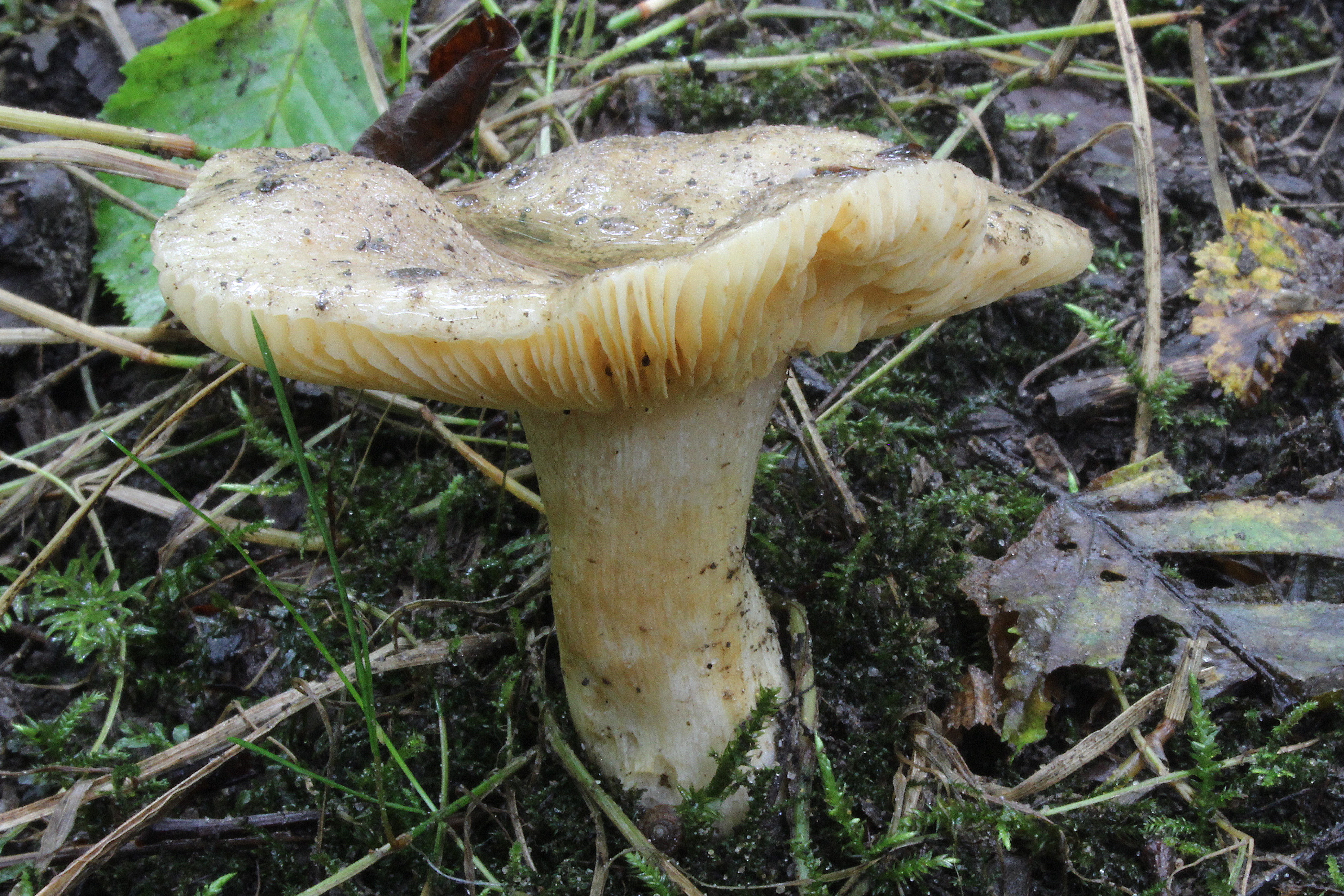 Russula carpini (door Ieko Staal)