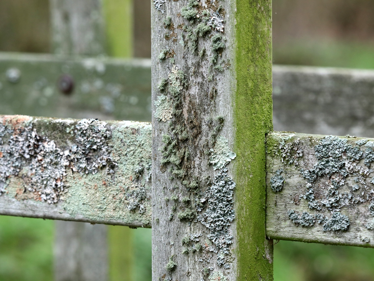 Usnea glabrata (door Ruud van Middelkoop)
