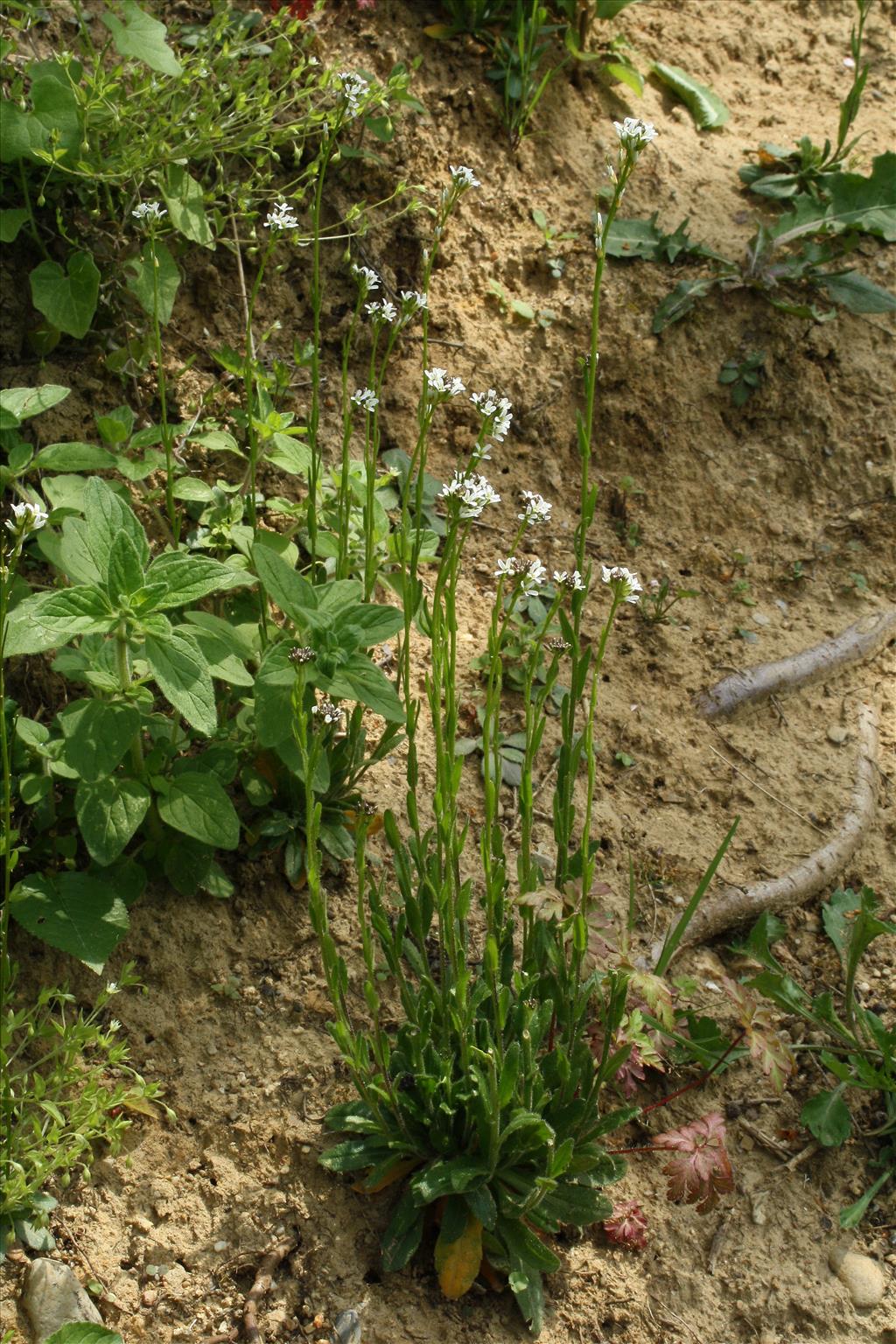 Arabis hirsuta (door Jelle Hofstra)