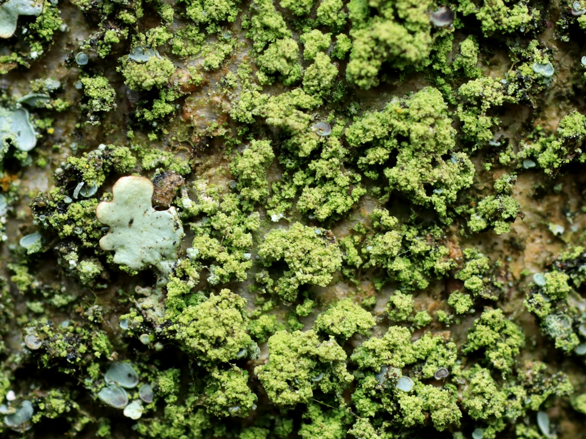 Micarea subviridescens (door Ruud van Middelkoop)