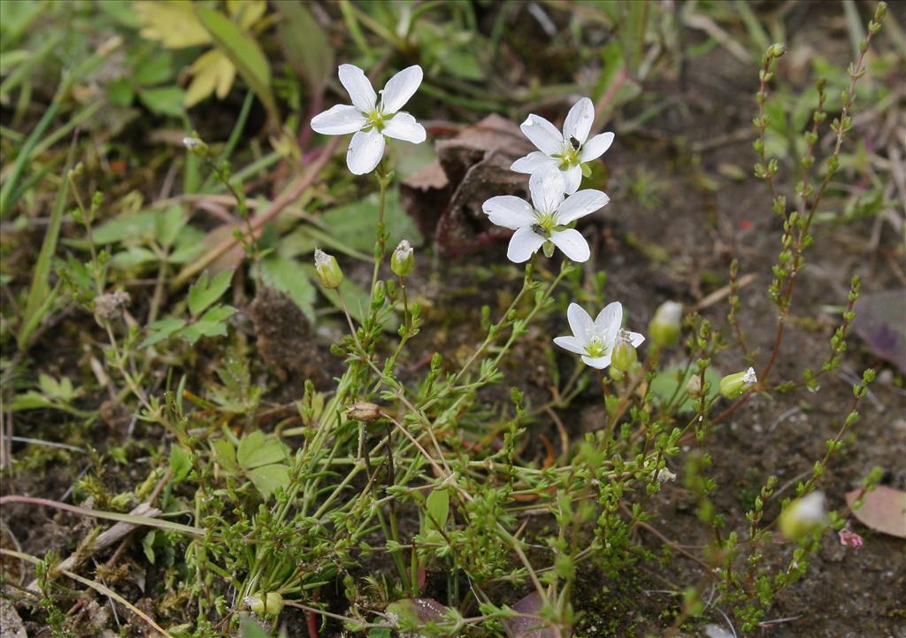 Sagina nodosa (door Jelle Hofstra)