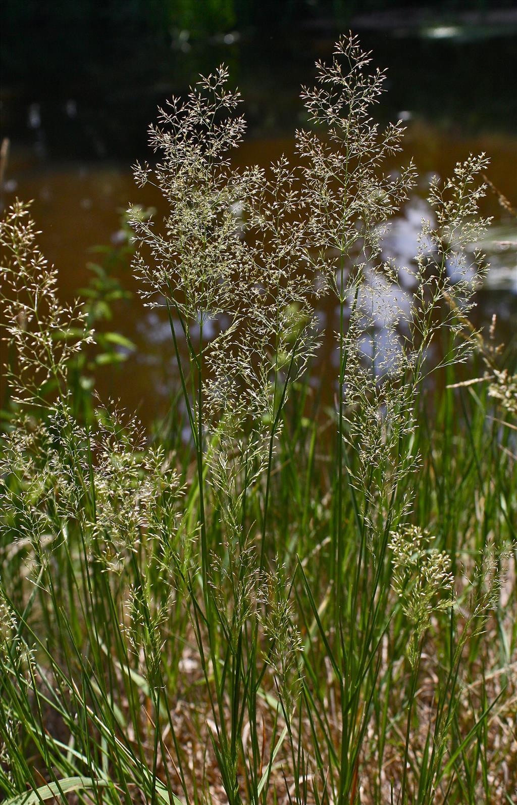 Agrostis capillaris (door Jelle Hofstra)