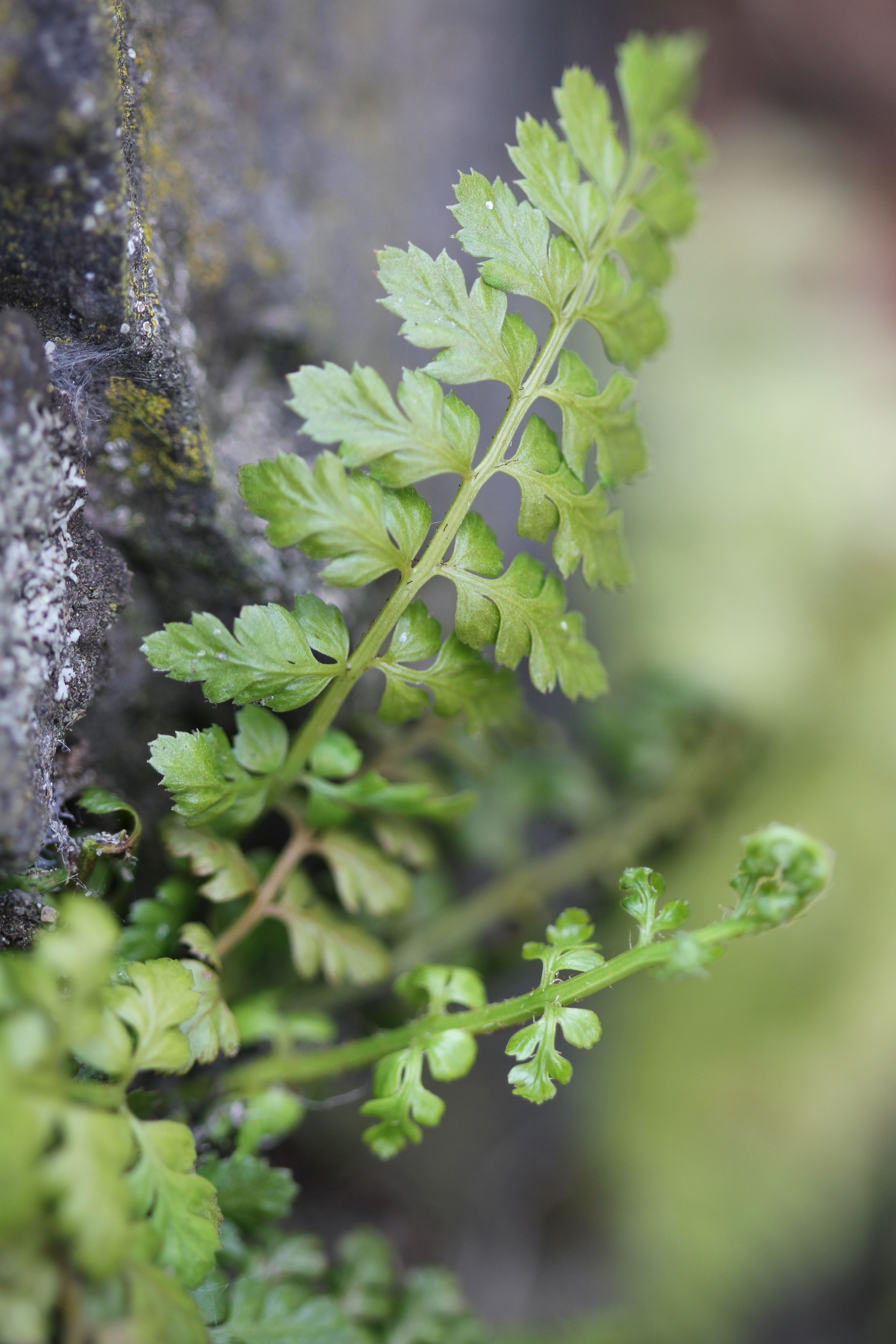 Asplenium obovatum subsp. lanceolatum (door Valentijn ten Hoopen)