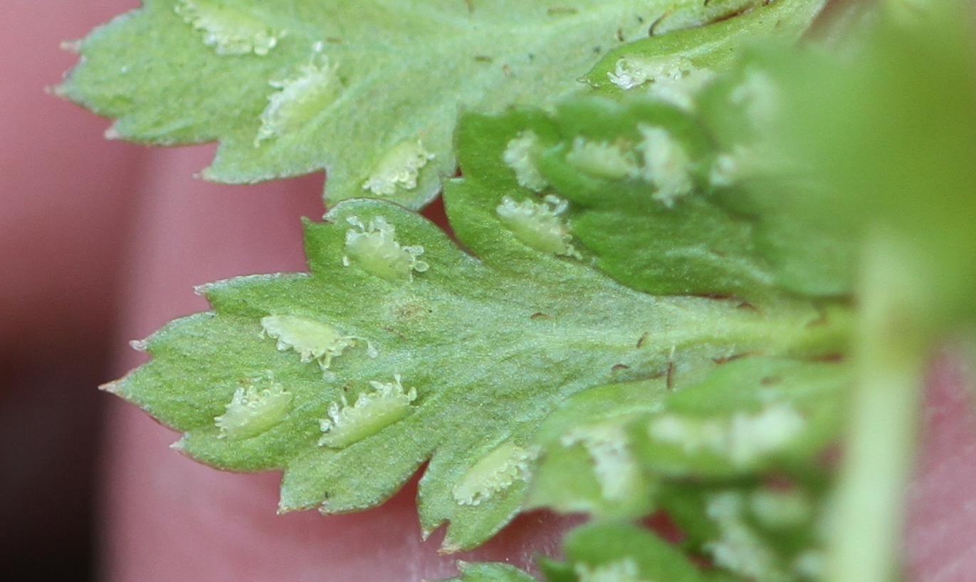 Asplenium obovatum subsp. lanceolatum (door Valentijn ten Hoopen)