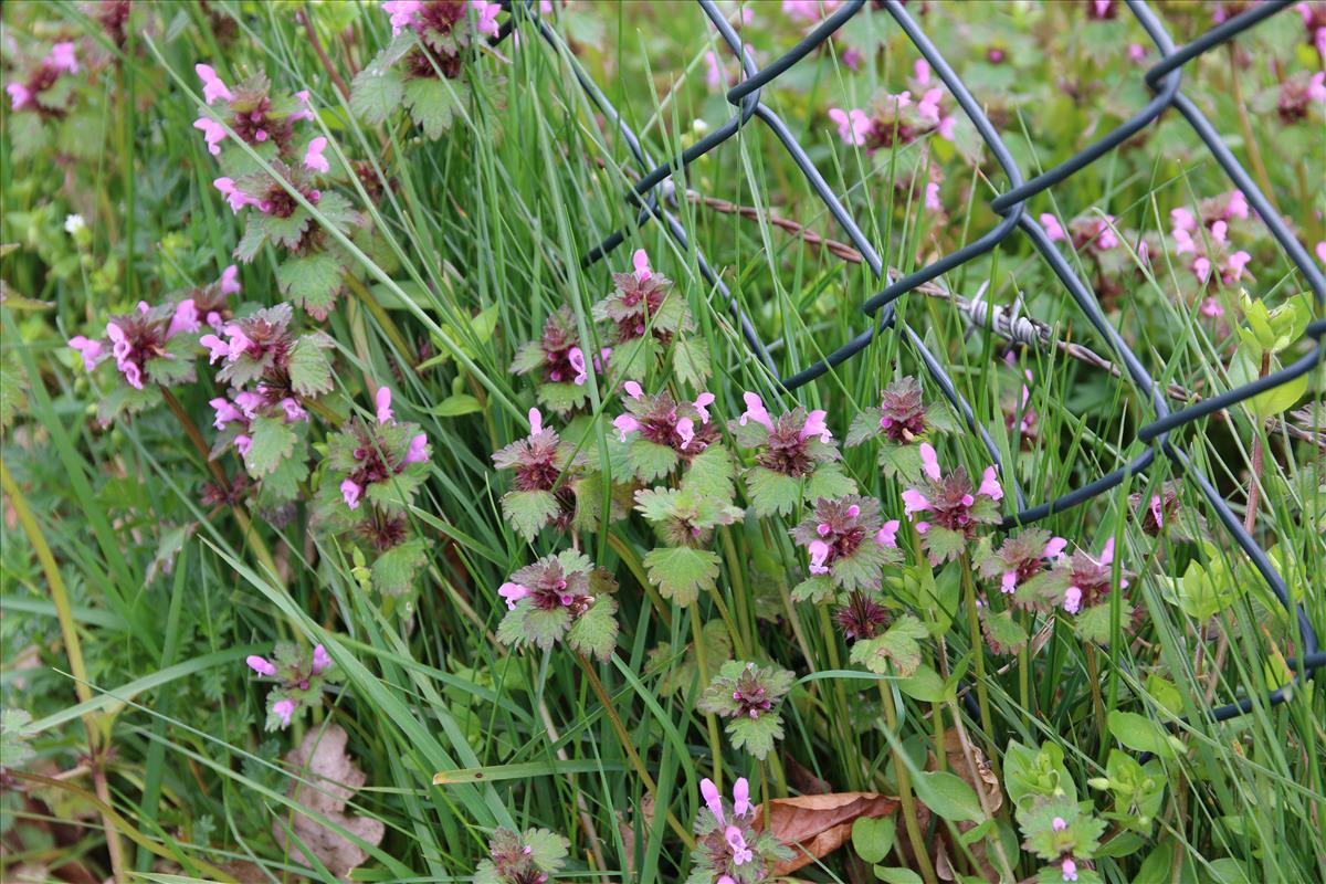 Lamium hybridum (door Stef van Walsum)