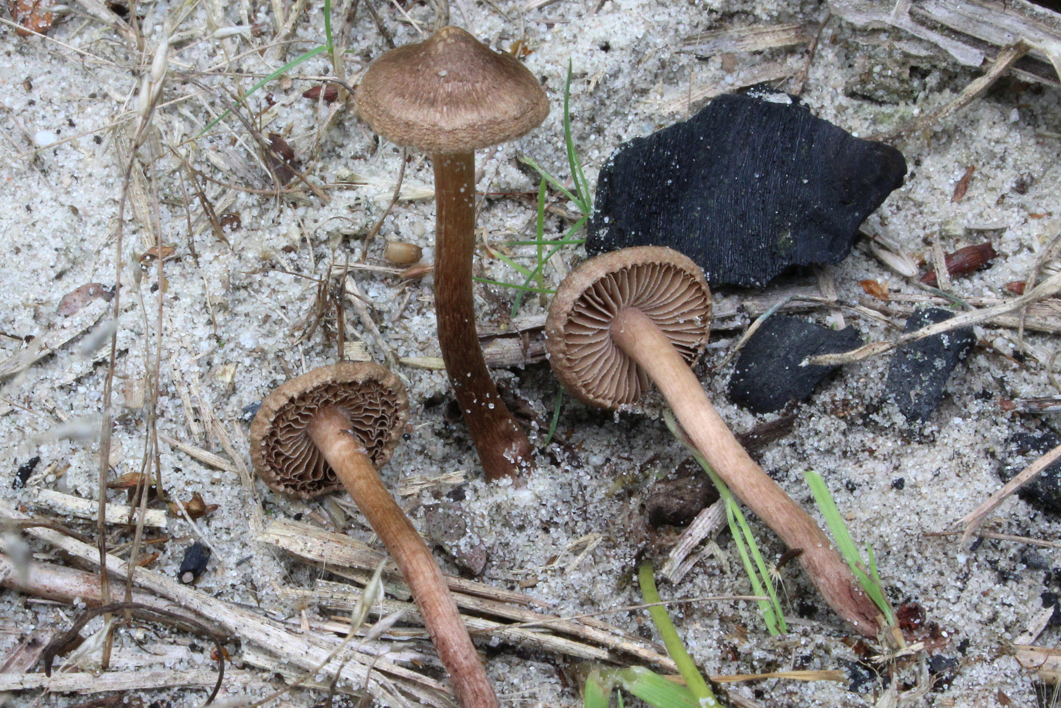 Inocybe lacera var. rhacodes (door Ieko Staal)