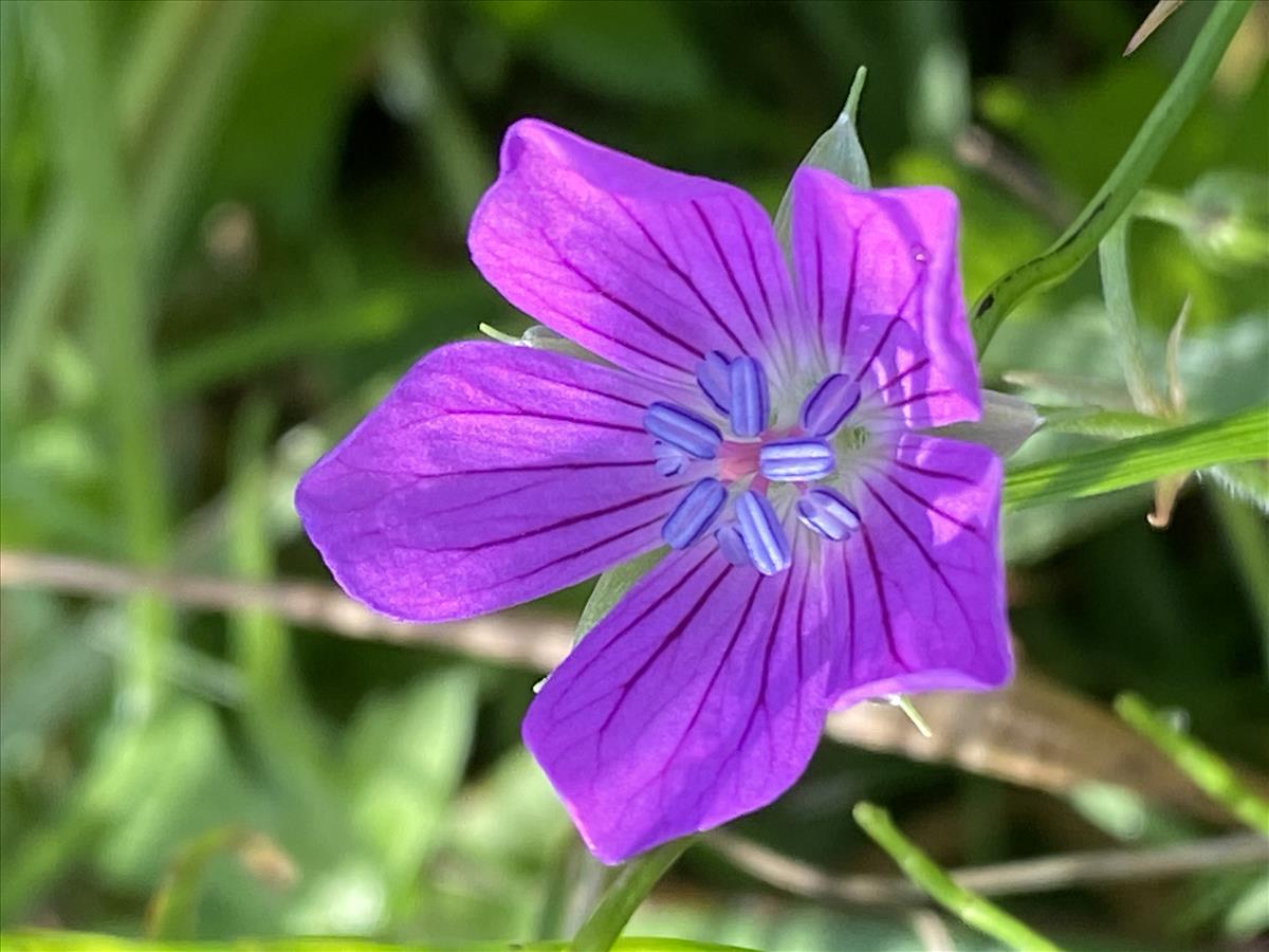 Geranium palustre (door Reinder de Boer)