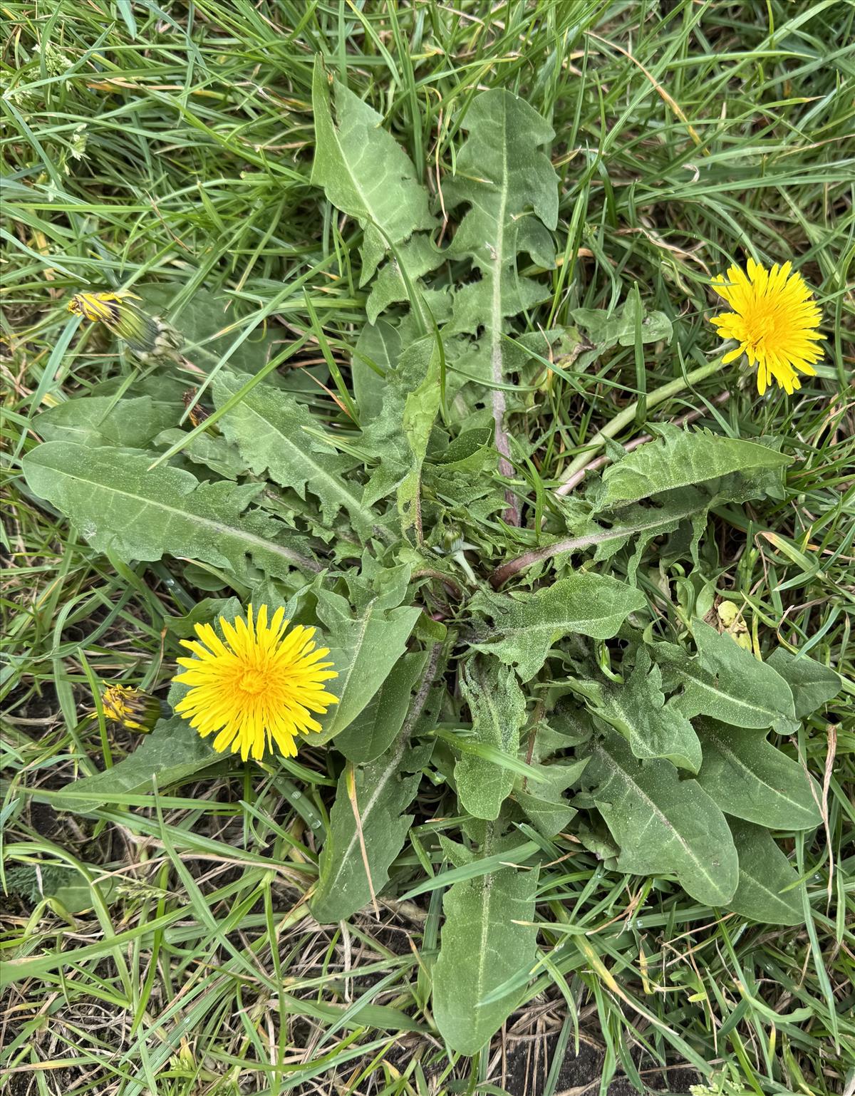 Taraxacum pachymerum (door Jelle Hofstra)