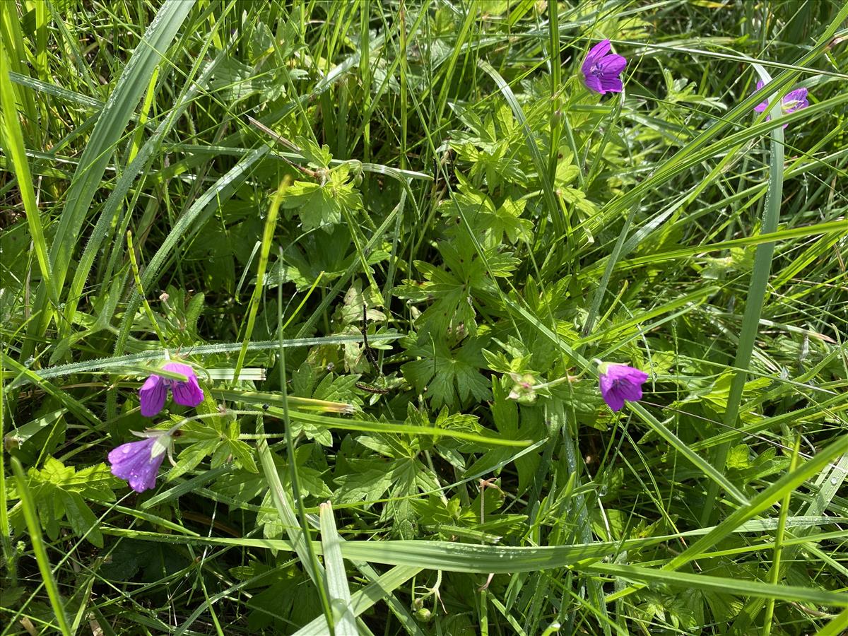 Geranium palustre (door Reinder de Boer)