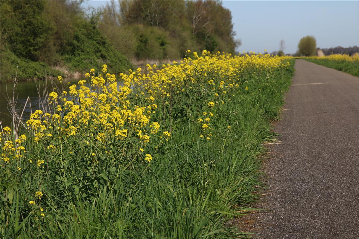 Brassica rapa (door Stef van Walsum)