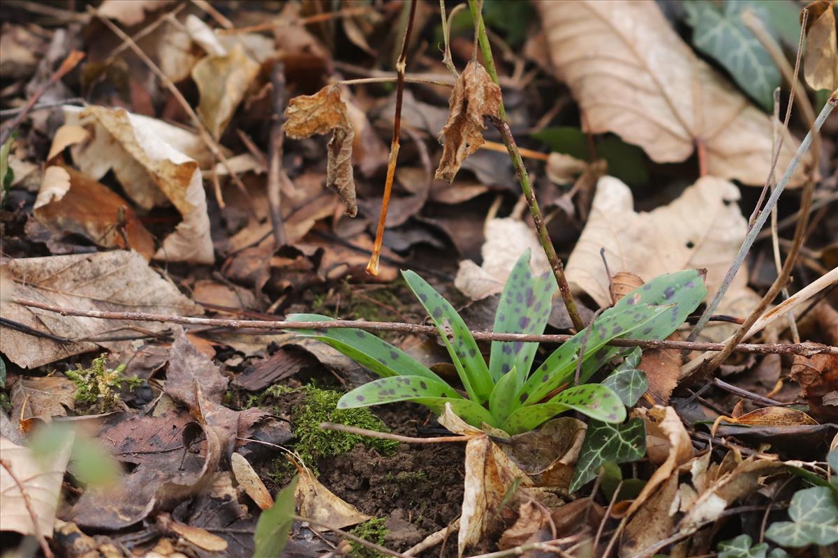 Orchis mascula (door Jaap Oosterom)