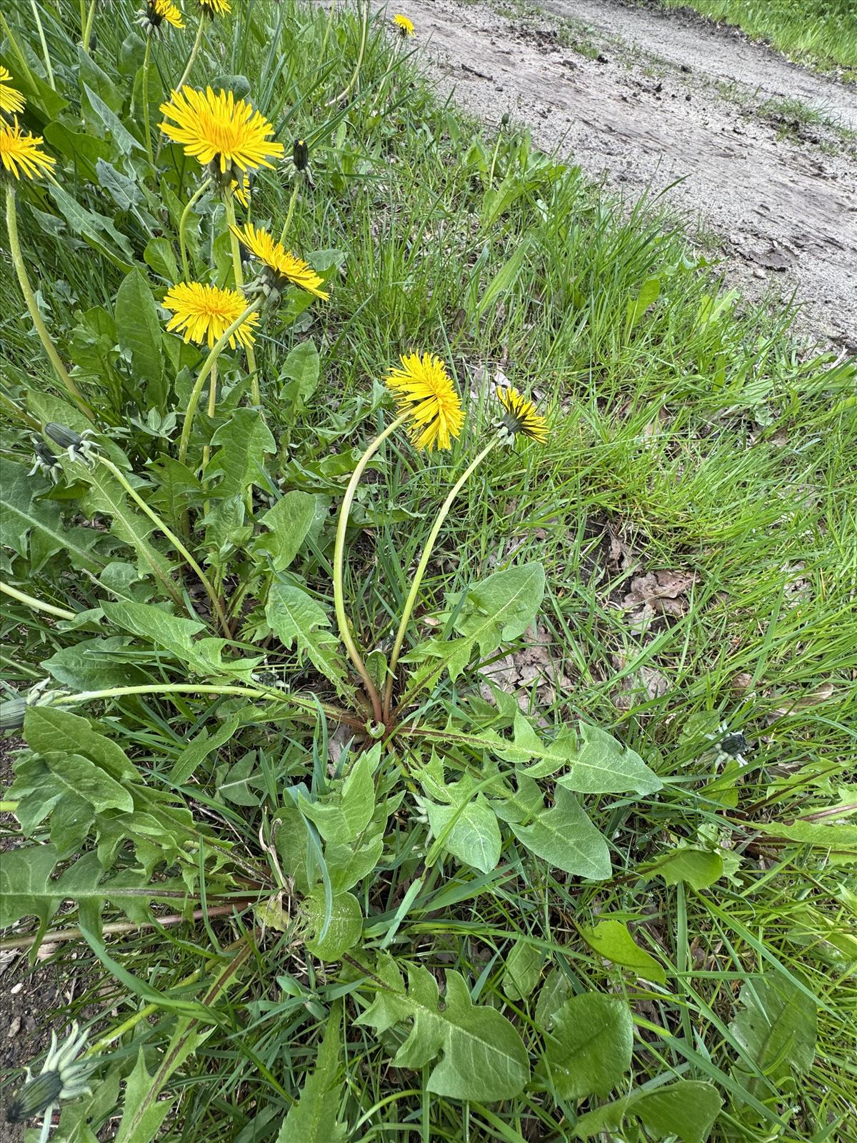Taraxacum lucidiforme (door Jelle Hofstra)