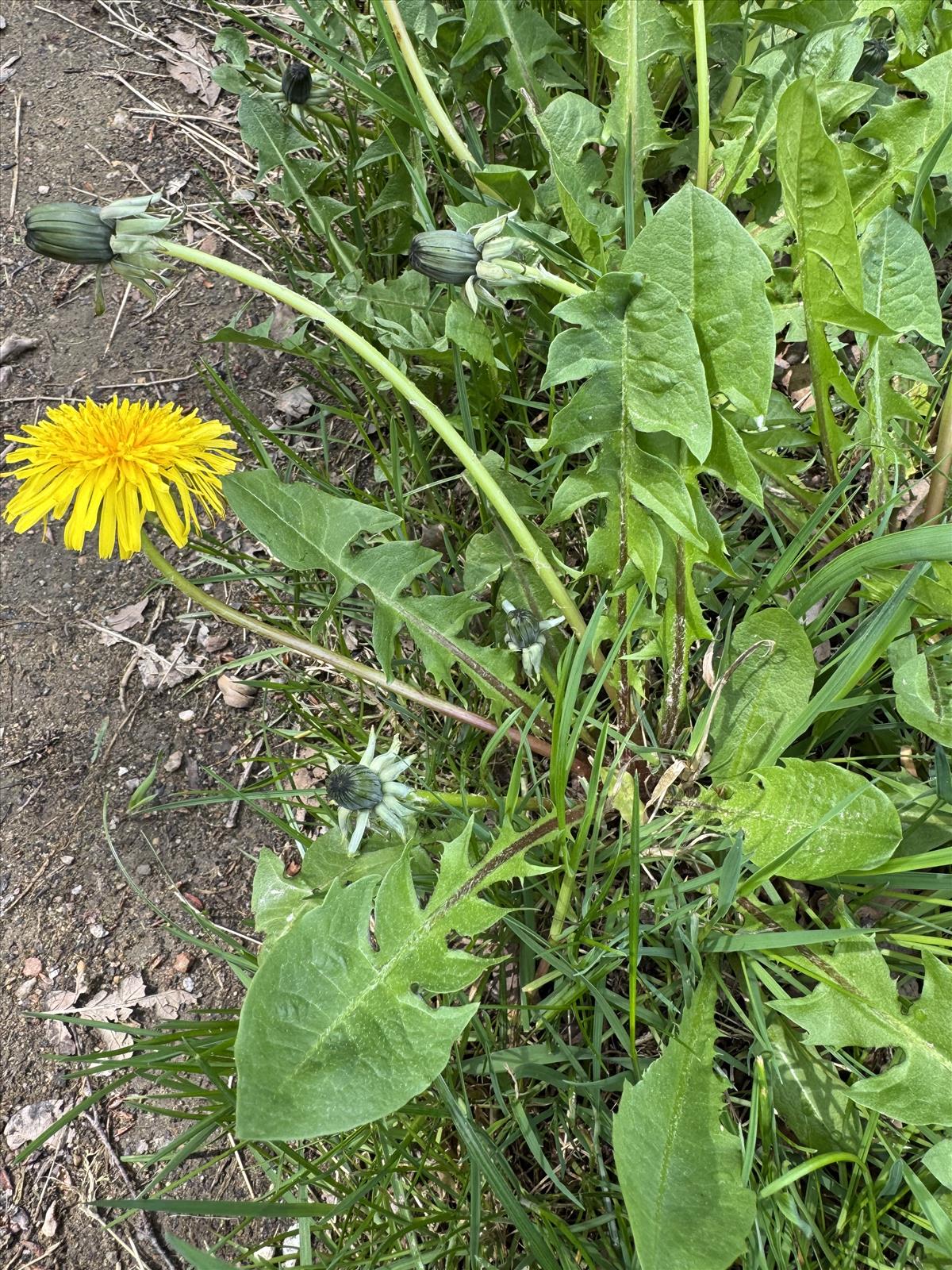 Taraxacum lucidiforme (door Jelle Hofstra)