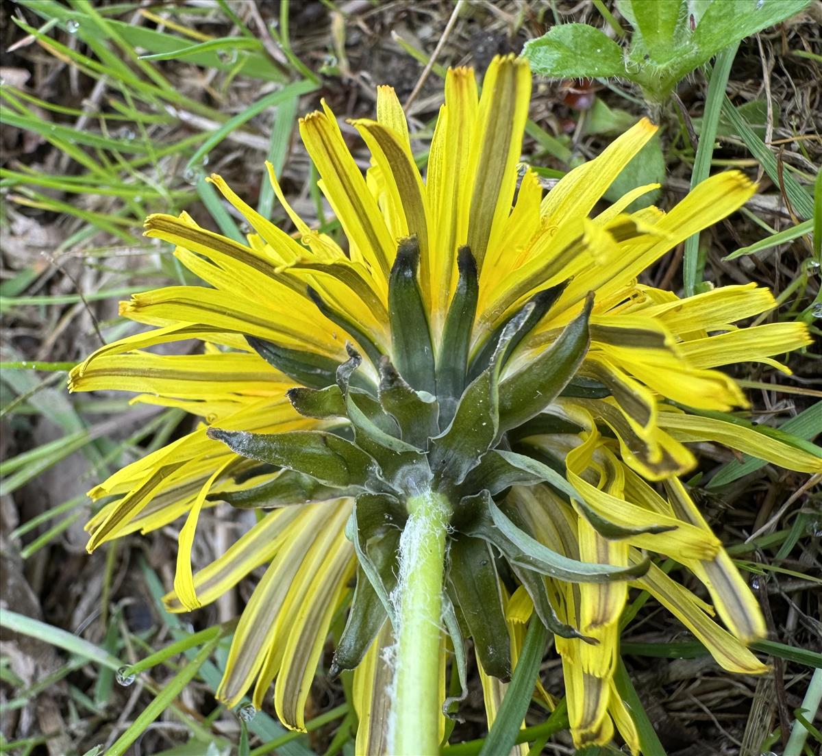 Taraxacum lucidiforme (door Jelle Hofstra)