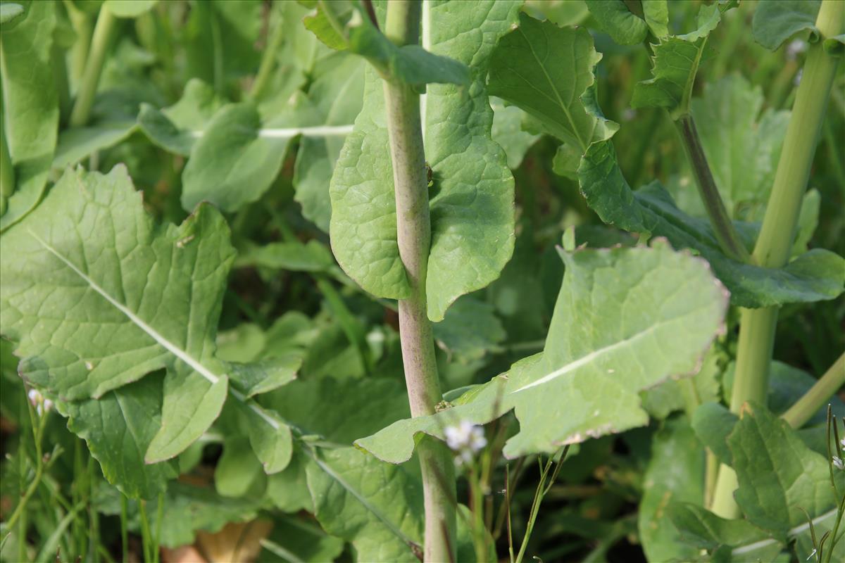 Brassica rapa (door Stef van Walsum)
