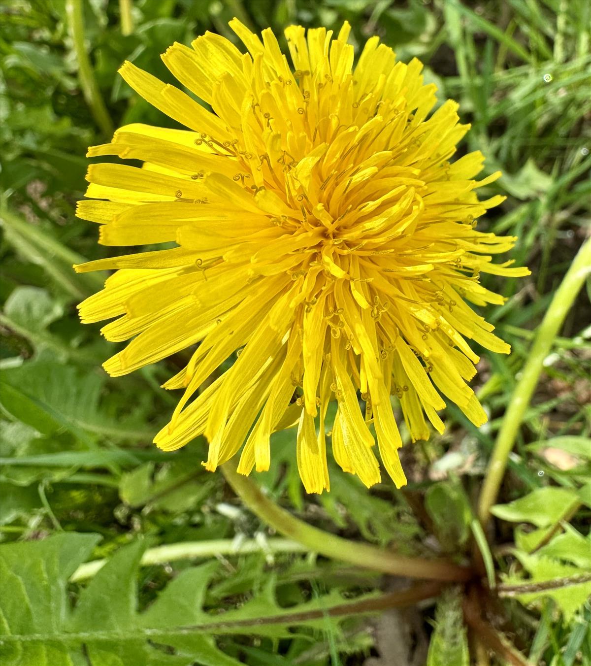 Taraxacum lucidiforme (door Jelle Hofstra)