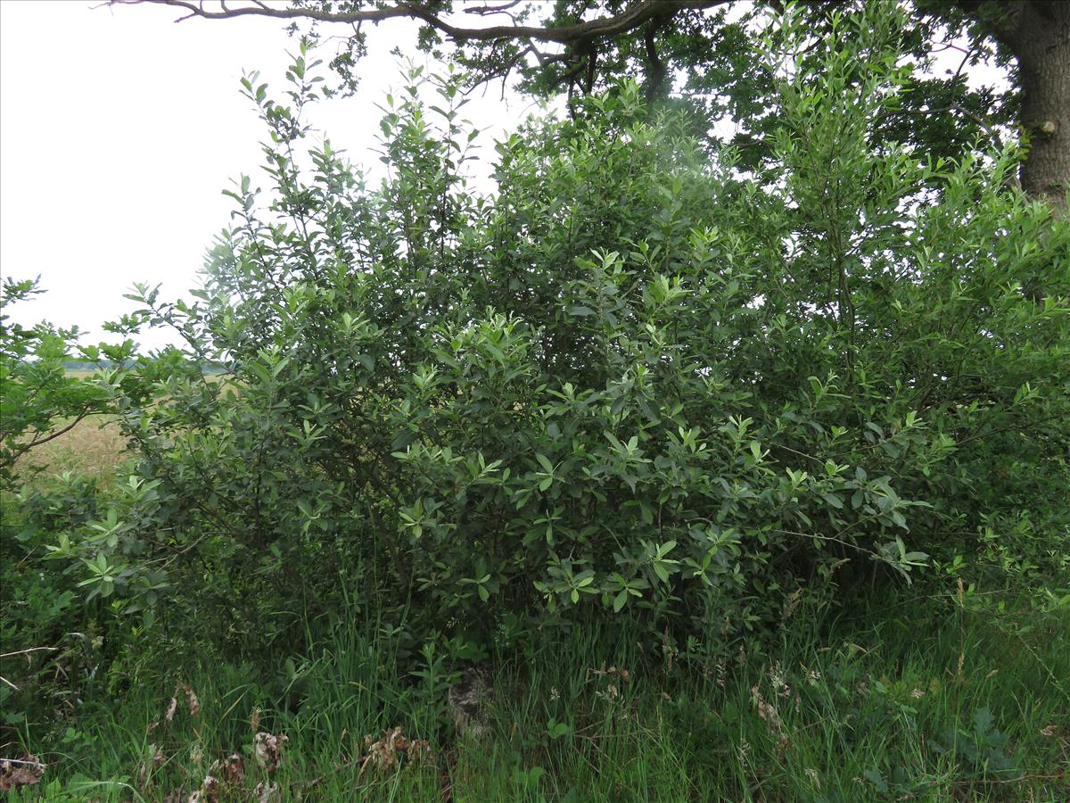 Salix x quercifolia (door Frank van Gessele)