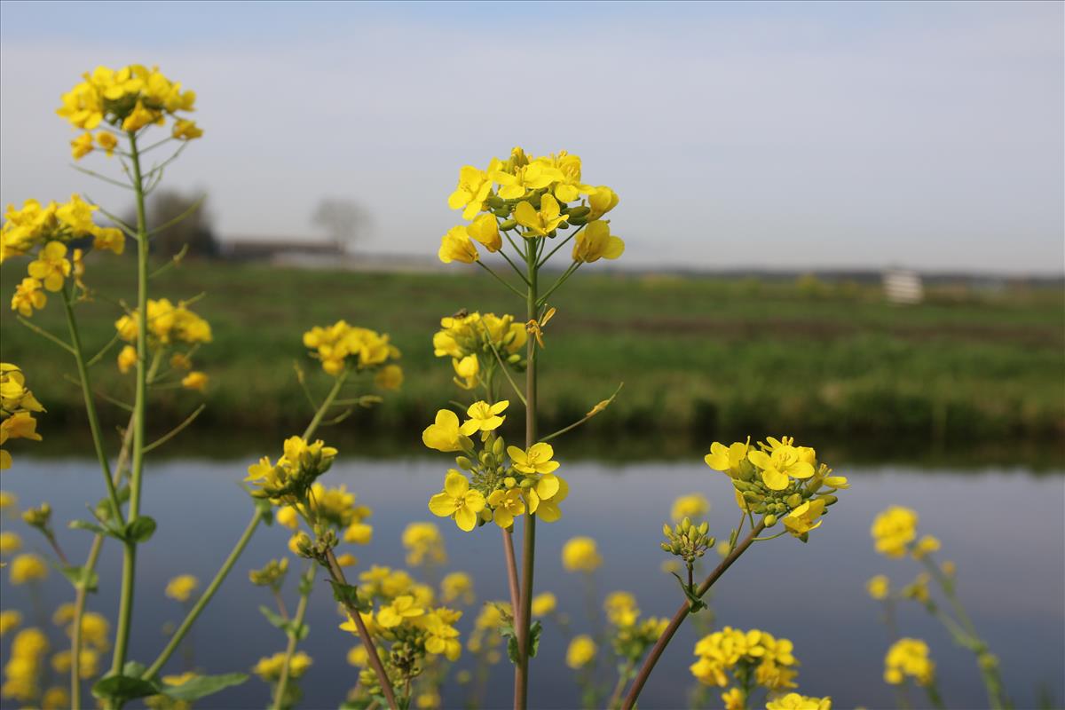 Brassica rapa (door Stef van Walsum)