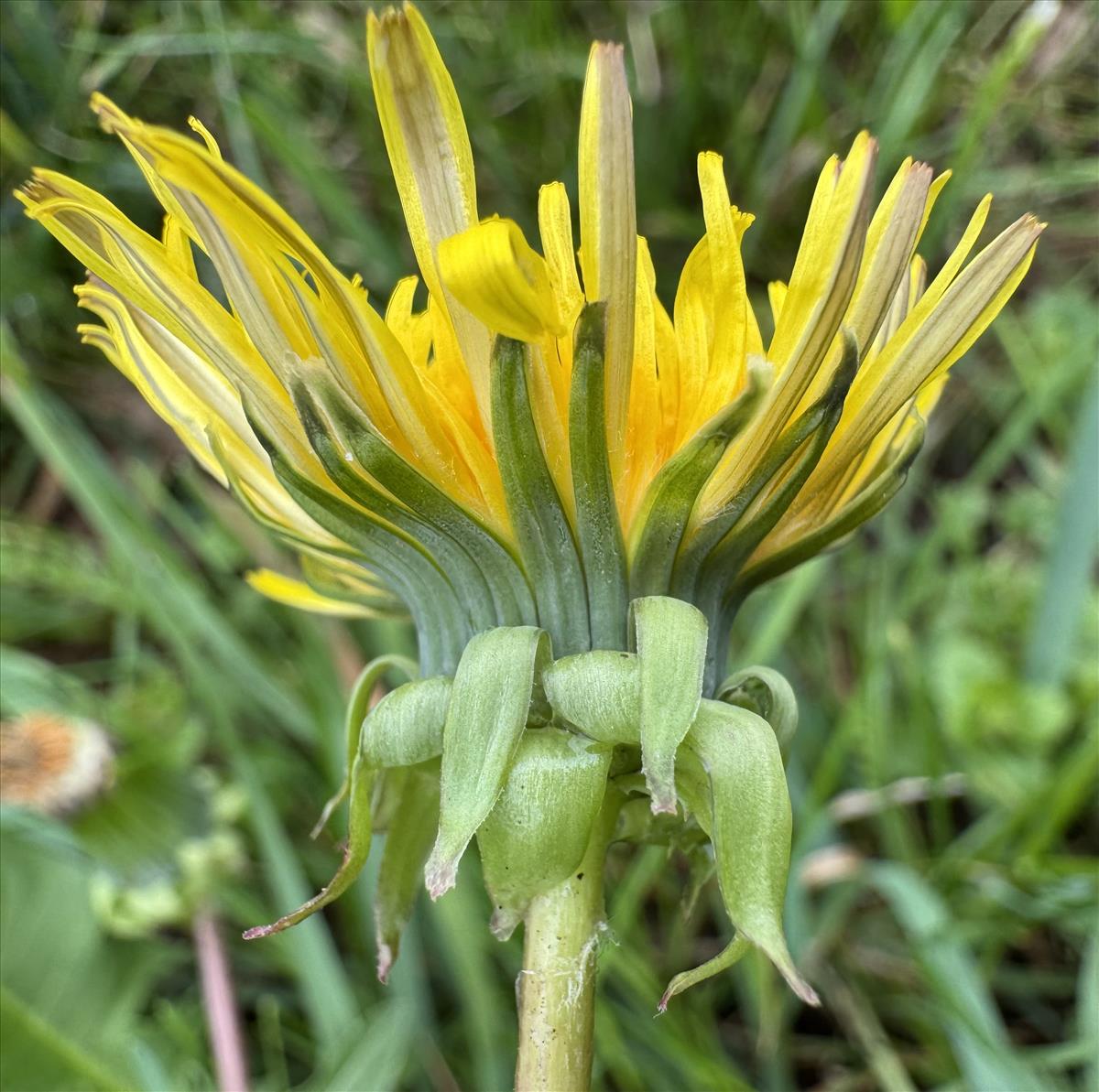 Taraxacum aequisectum (door Jelle Hofstra)