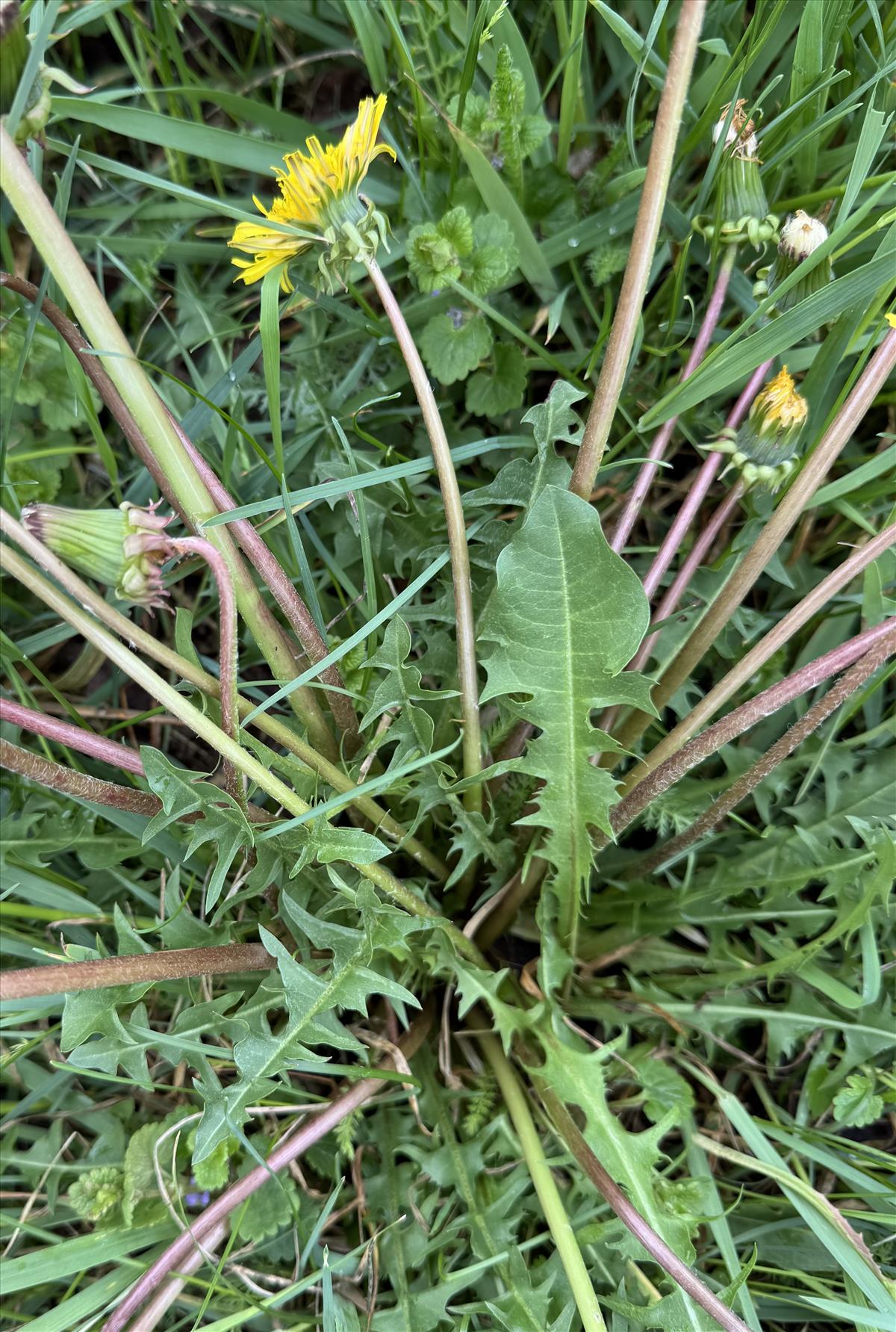 Taraxacum aequisectum (door Jelle Hofstra)
