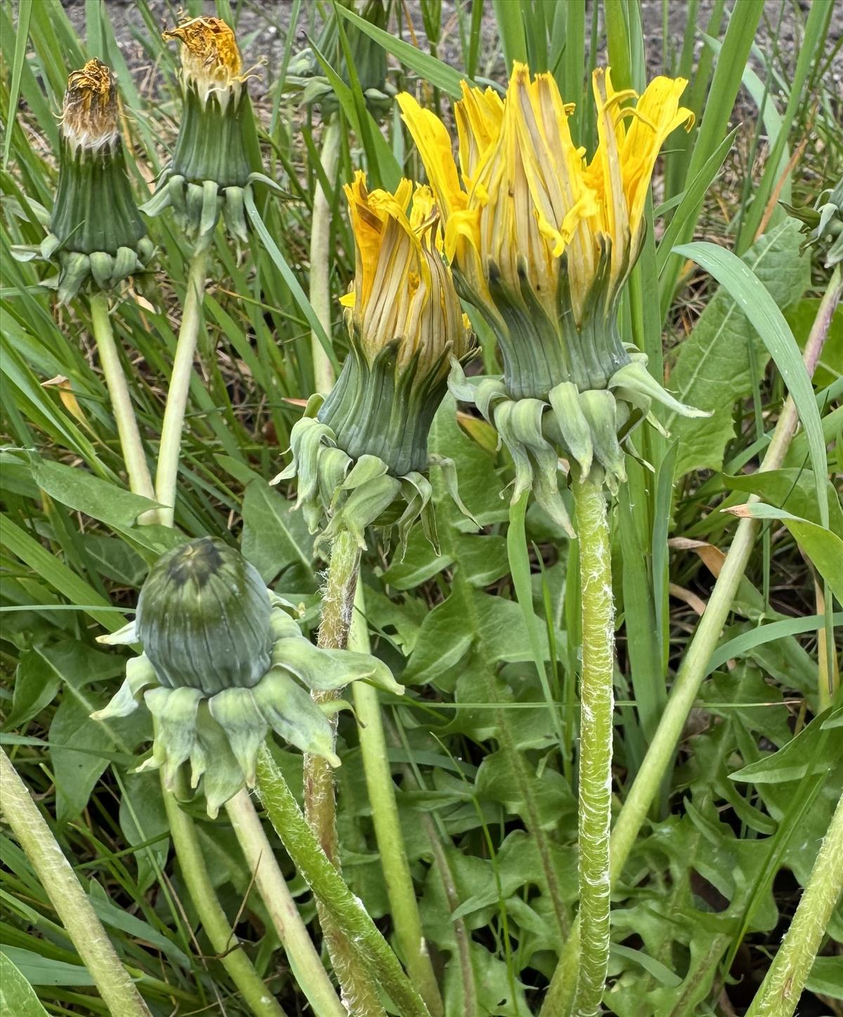 Taraxacum subhuelphersianum (door Jelle Hofstra)