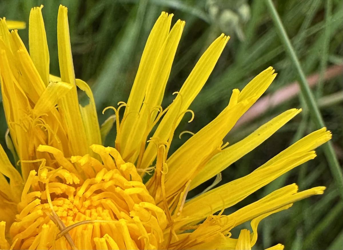 Taraxacum subhuelphersianum (door Jelle Hofstra)